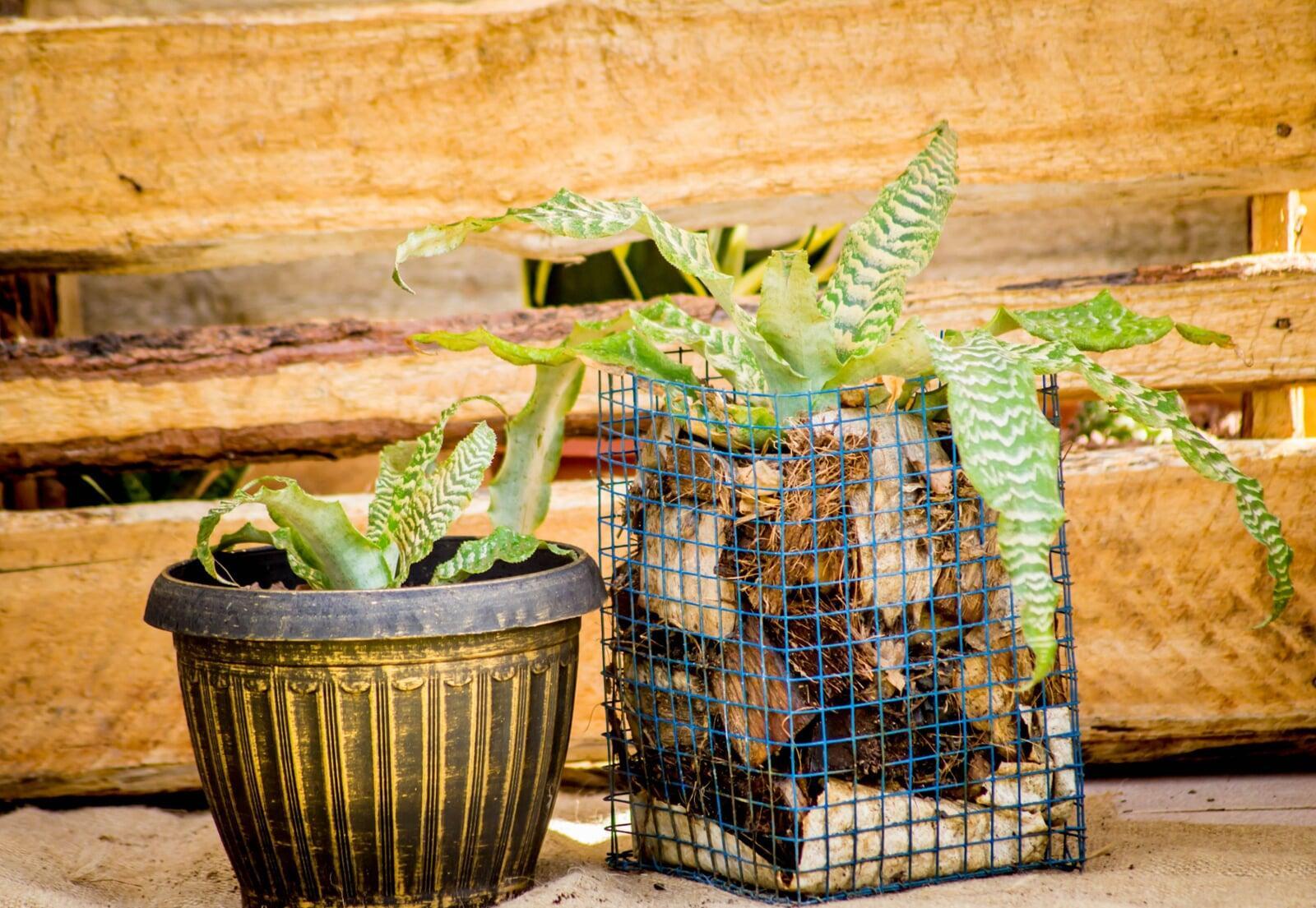 CONTAINER GARDENING .